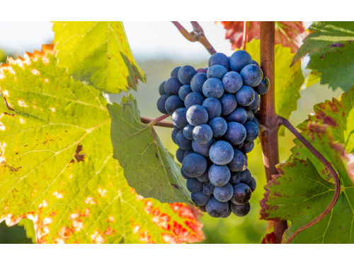 Lietuvos vyninių vynuogių veislių augintojams atsiveria galimybė gauti ES paramą